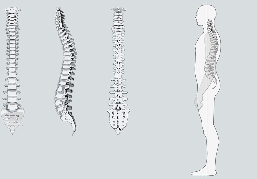 Spine Illustrations