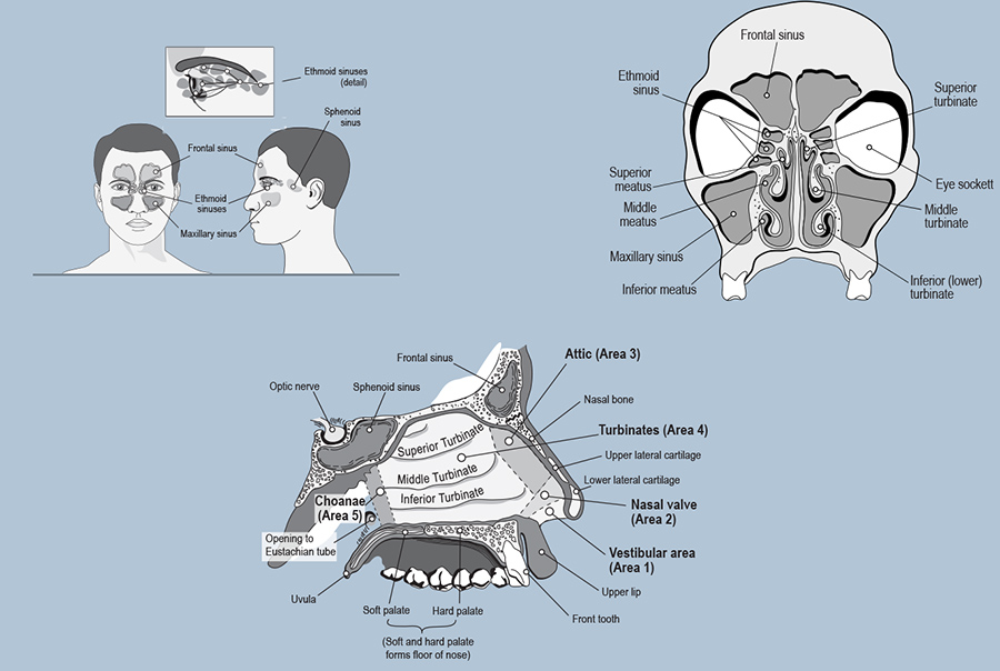 Three diagrams: Sinus details on human model, Sinus details on human skull, Sinus details side-view